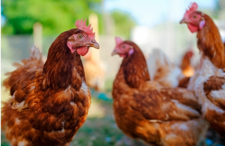 Free-range Chickens